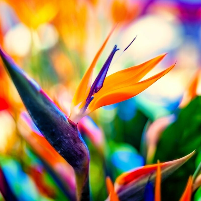 shutterstock_652484722Middel-1.jpg