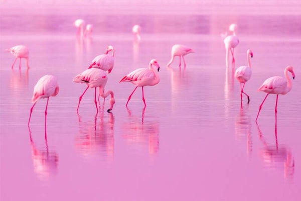 Flamingo Dibond