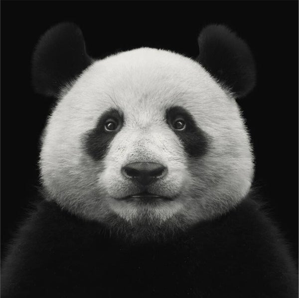 Glas Panda