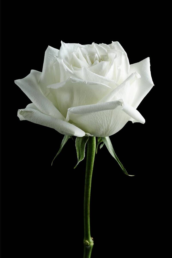 AcousticPro Sheetsrose