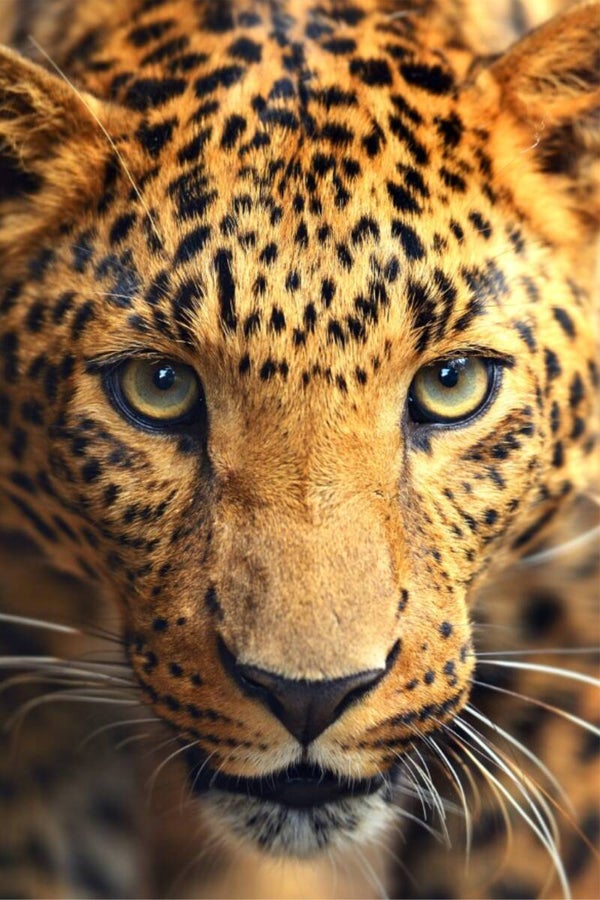 Glas Tiger Vogue