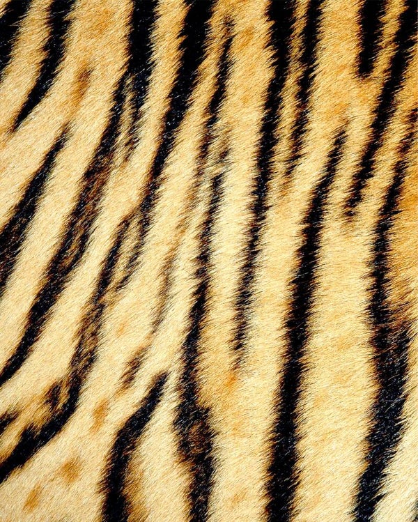 Tijgerwand Airtex 200x250cm