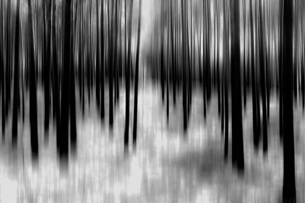 Glas Treewood