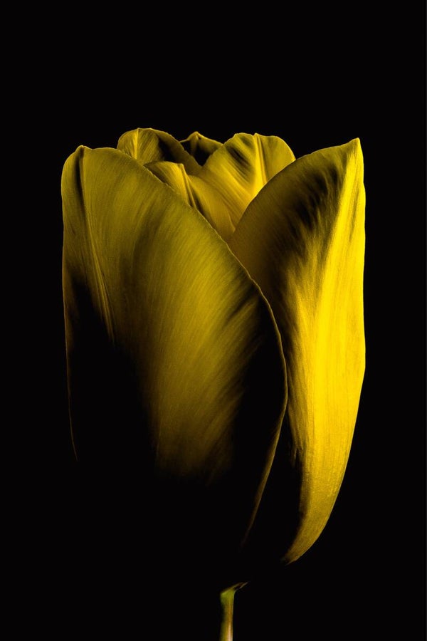 Glas Tulipsilk
