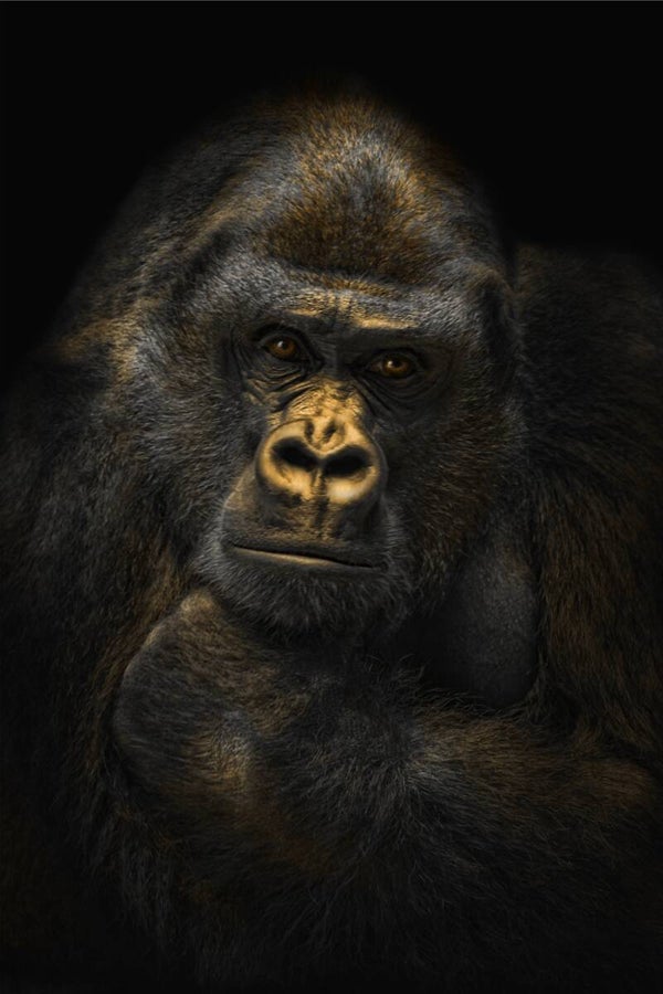 AcousticPro Gorilla
