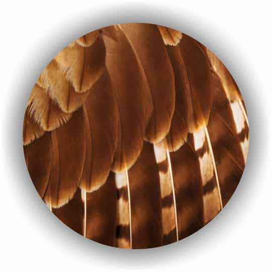 Muur Cirkel Feather