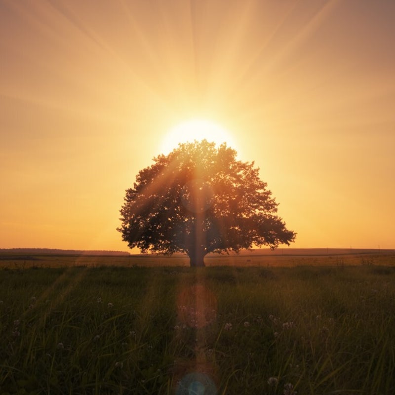 shutterstock_132413567Middel.jpg