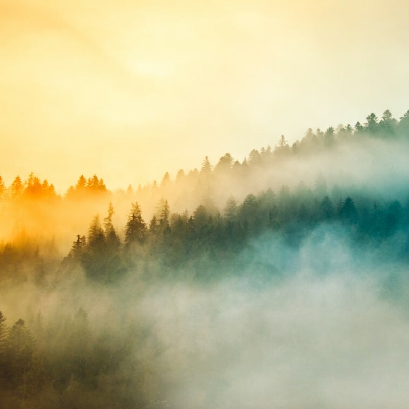 shutterstock_790626793Middel.jpg