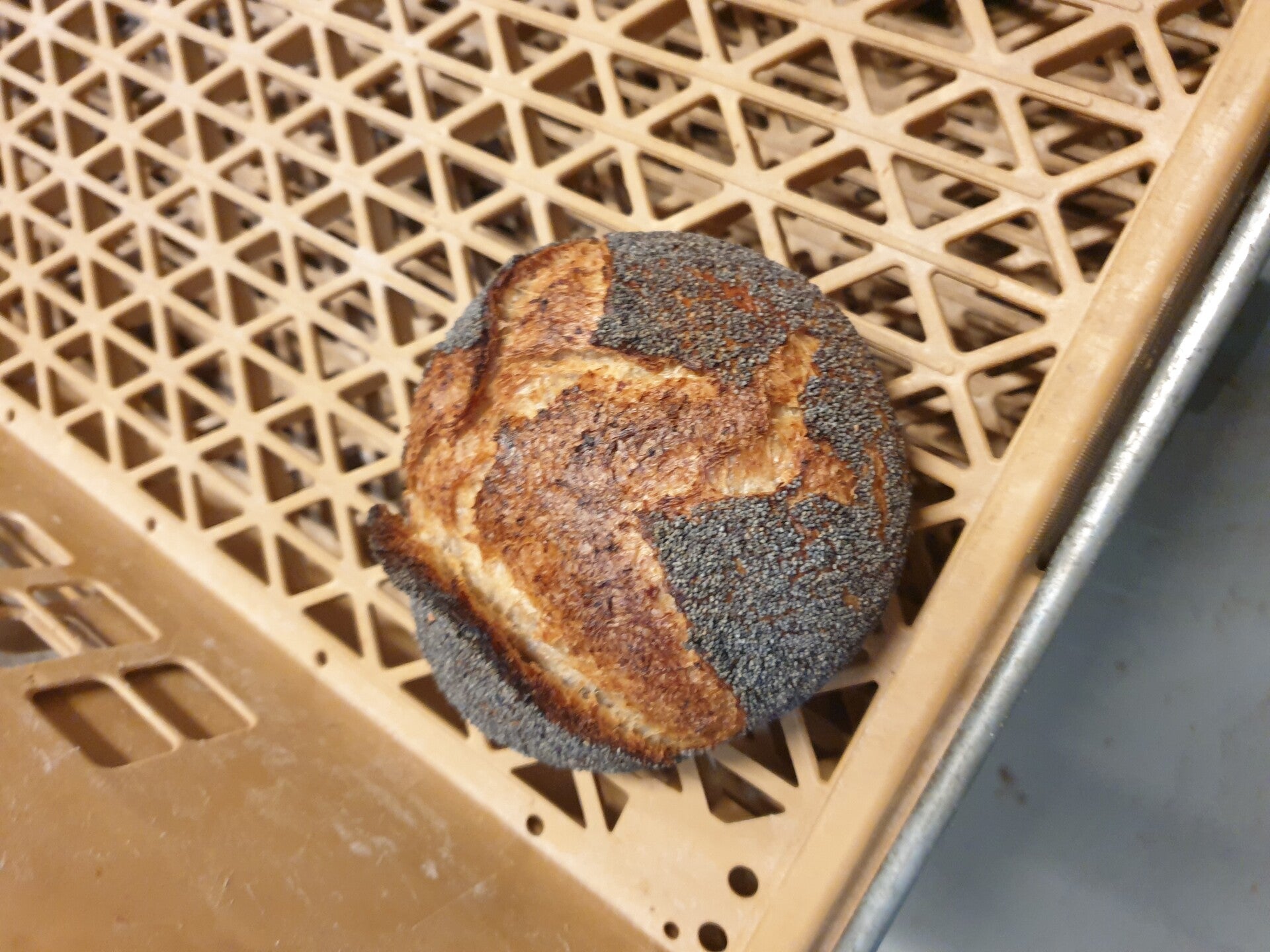 Bio zuurdesem Haver brood