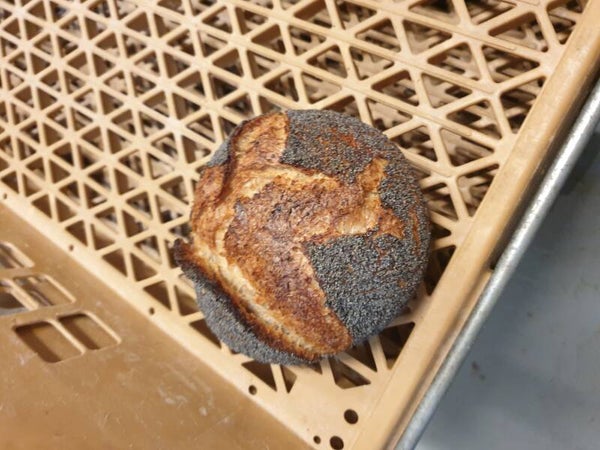 Bio zuurdesem Haver brood