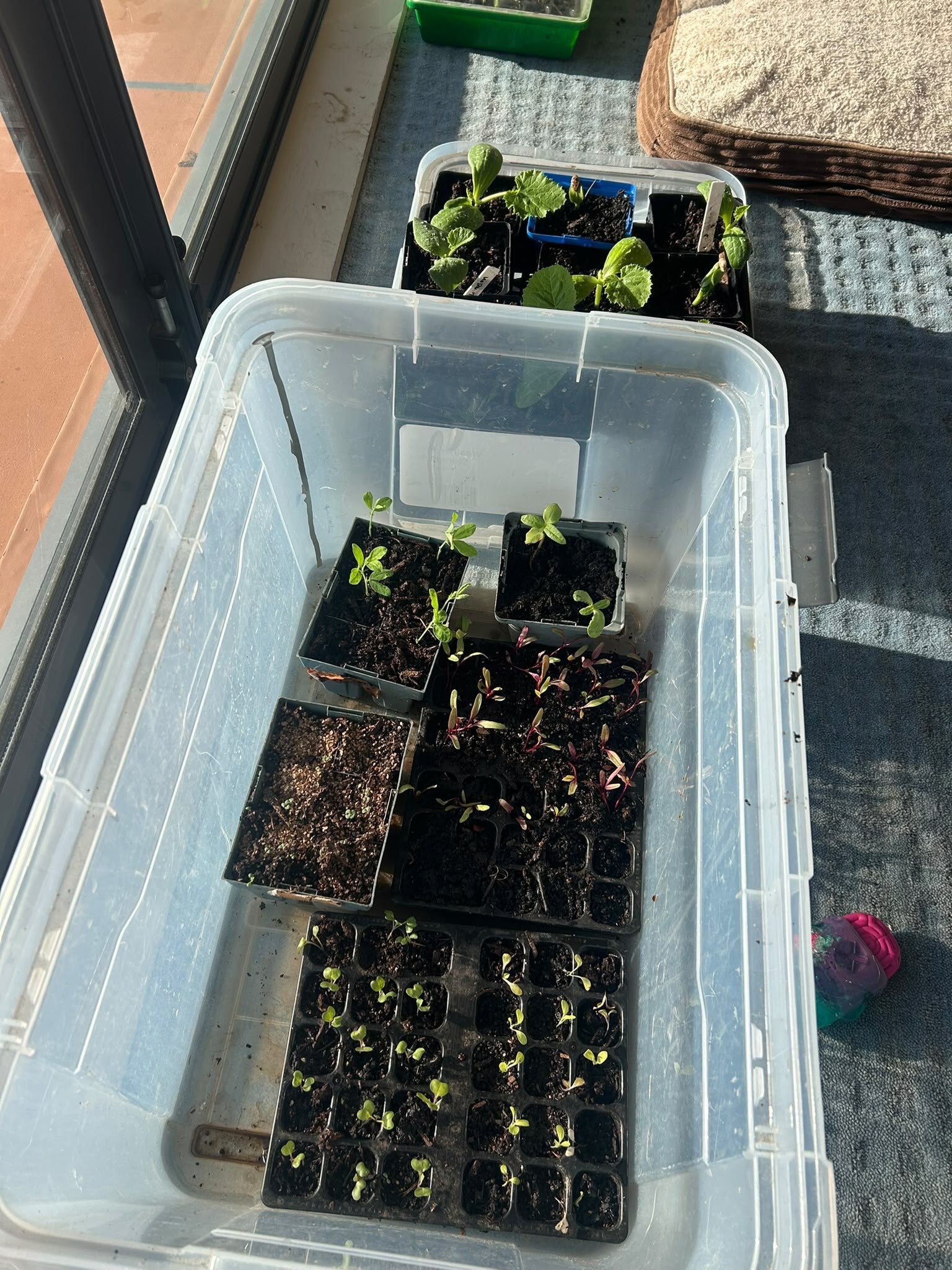 Twisted knee Gardening- Physio