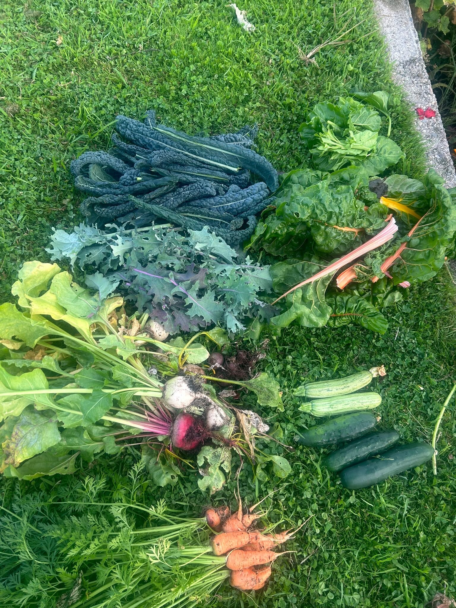 Gardening injury- Reignite Physio
