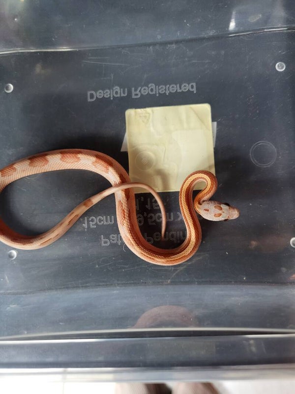 Pantherophis guttatus CB26 no.1