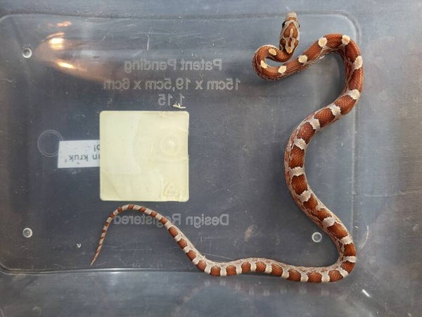 Pantherophis guttatus CB'26 no.2