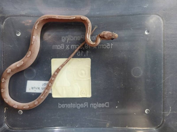 Pantherophis guttatus cb'26 no.7