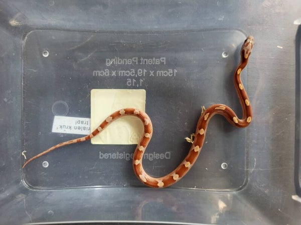Pantherophis guttatus cb'26 no.3