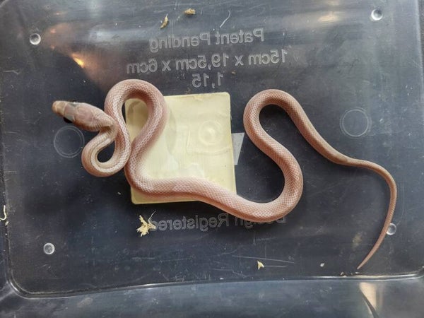 Pantherophis guttatus cb'26 no.8