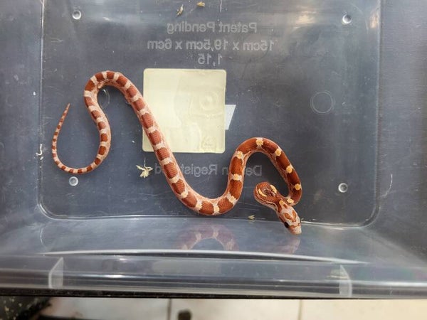 Pantherophis guttatus cb'26 no.4