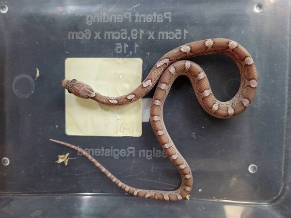 Pantherophis guttatus cb'26 no.6