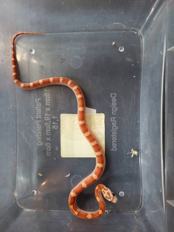 Pantherophis guttatus cb'26 no.5