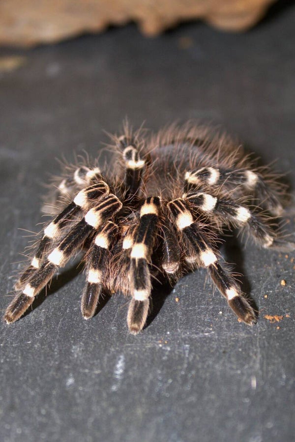 Acanthoscurria geniculata