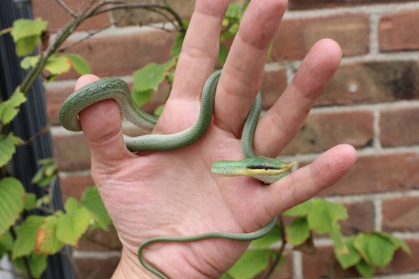 Gonyosoma boulengeri CB 2024 (reservering)