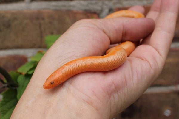 Gongylophus colubrinus albino stripe het.snow 0.0.1 cb 2025 (reservering)