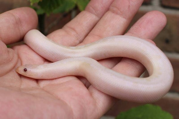 Gongylophus colubrinus Snow CB'25 0.0.1 cb 2025 (reservering)