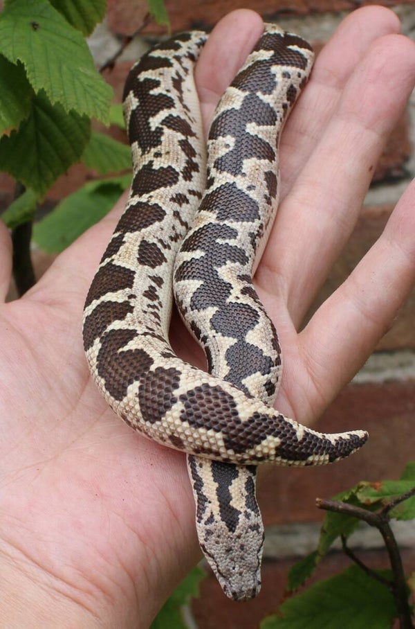 Gongylophus conicus 1.0 CB2018 (reservering)