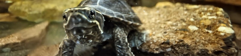 Sternotherus odoratus baby