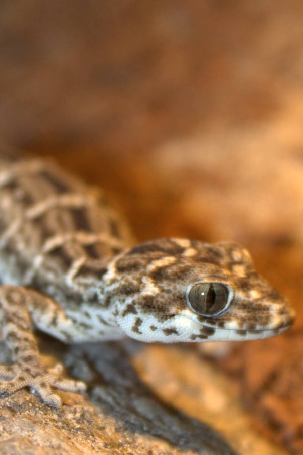 Hemidactylus imbricatus CB'25