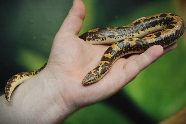 Gongylophus colubrinus 1.0 CB 2021