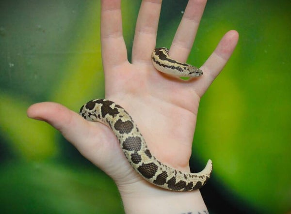 Gongylophus conicus 1.0 CB2018