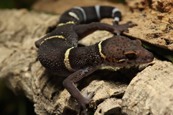 Goniurosaurus hainanensis