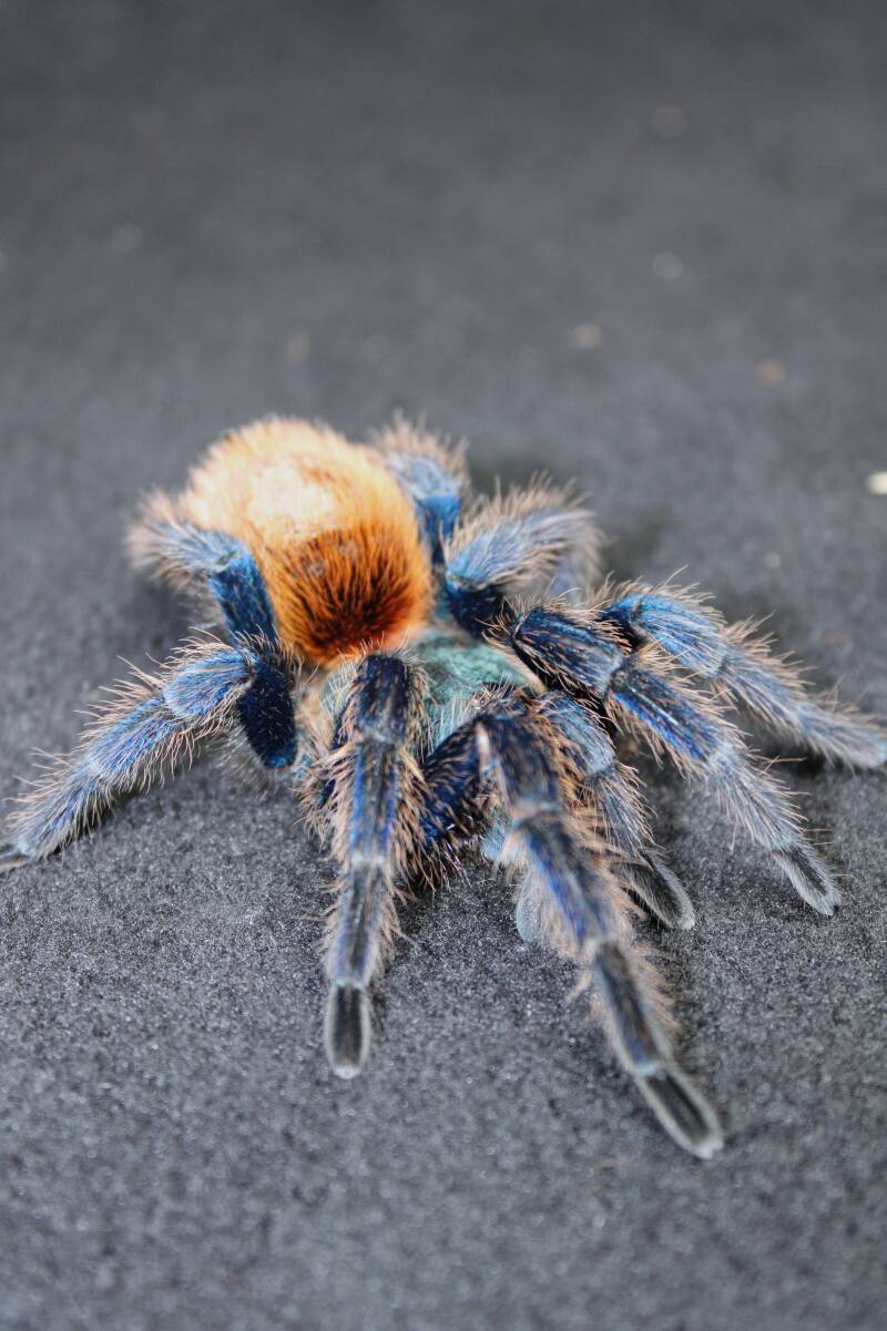 Chromatopelma cyaneopubescens