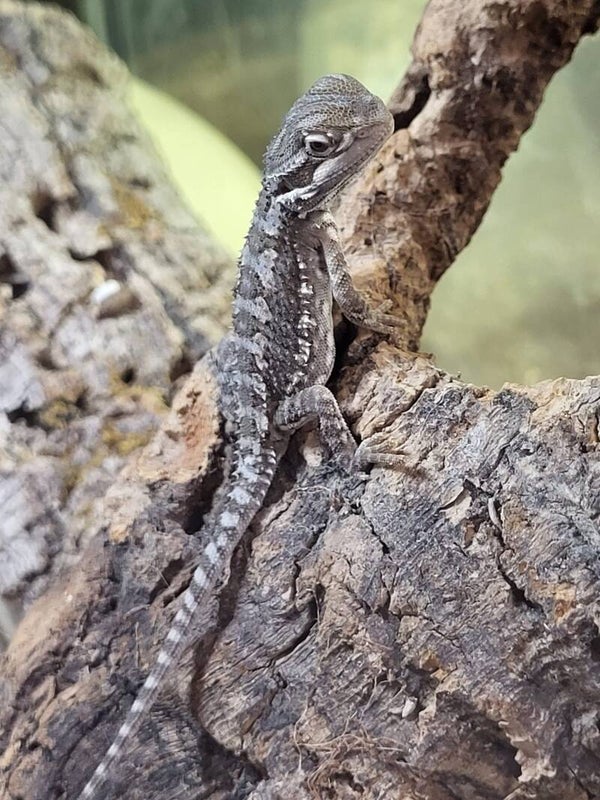 pogona henrilawsoni 1.0