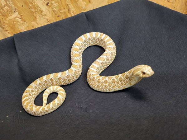 Heterodon nasicus het. Lucy  4.0 CB2024