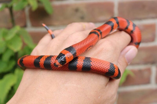 Lampropeltis hondurensis 0.0.1 cb 2025 (reservering)