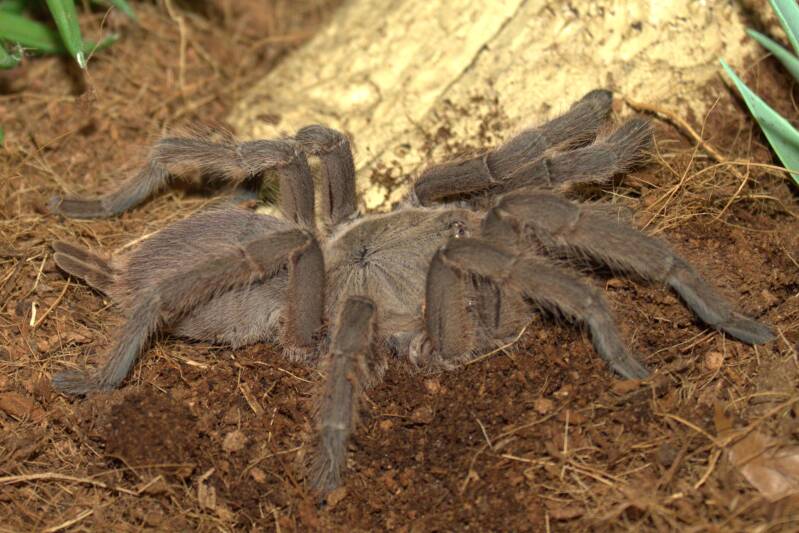 Chilobrachys huahini