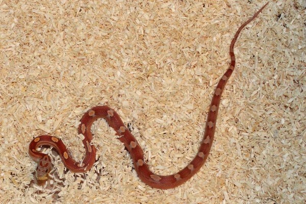 Pantherophis guttatus CB'26