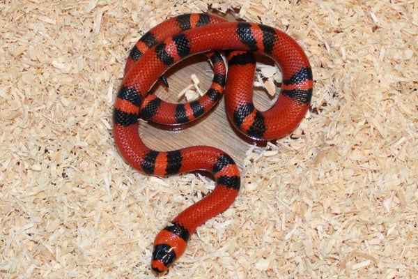Lampropeltis hondurensis CB2026 (reservering)