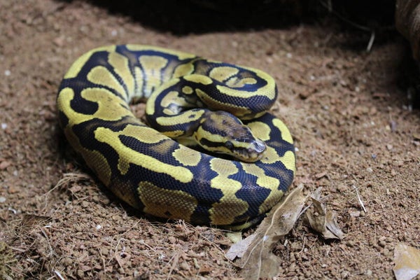 Python regius CB'26