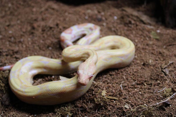 Boa imperator albino het. kahl CB'24 male