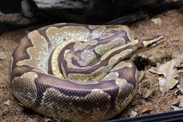 Python regius enchi male CB'16