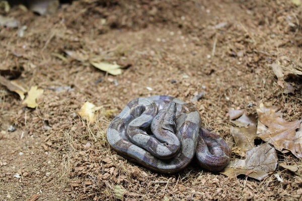 Boa imperator Corn island CB'26 Stockl-line