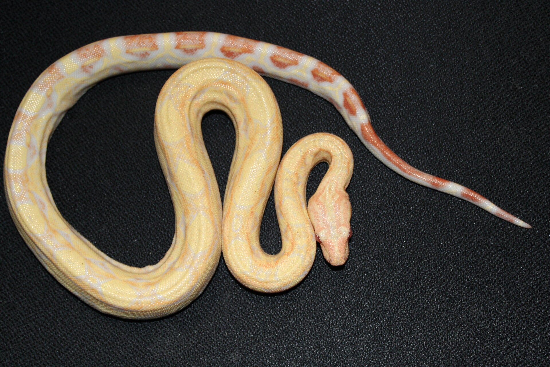 Boa imperator albino het. kahl CB'24 male