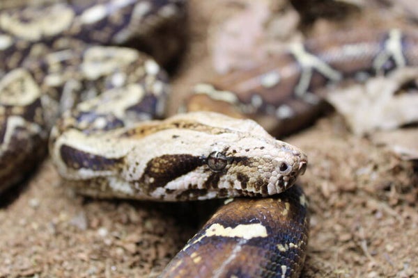 Boa imperator X sonoran male CB'22/23