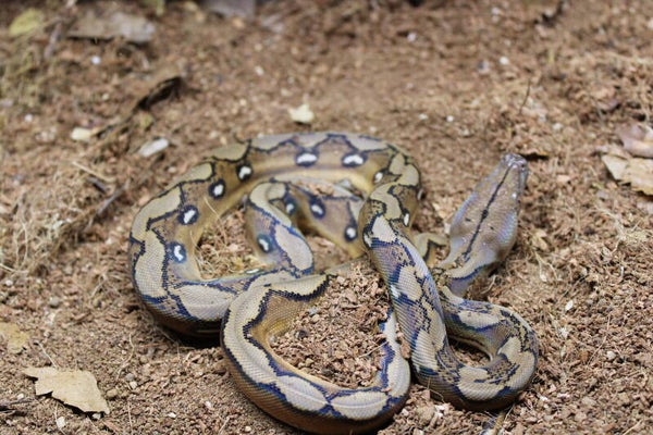 Malayopython reticulatus dwarf CB 26 male