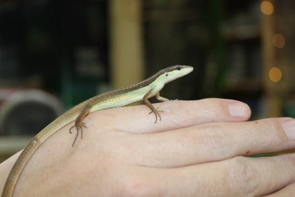 Takydromes sexlineatus