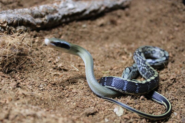 Orthriophis taeniura friesei 0.0.1 CB'25